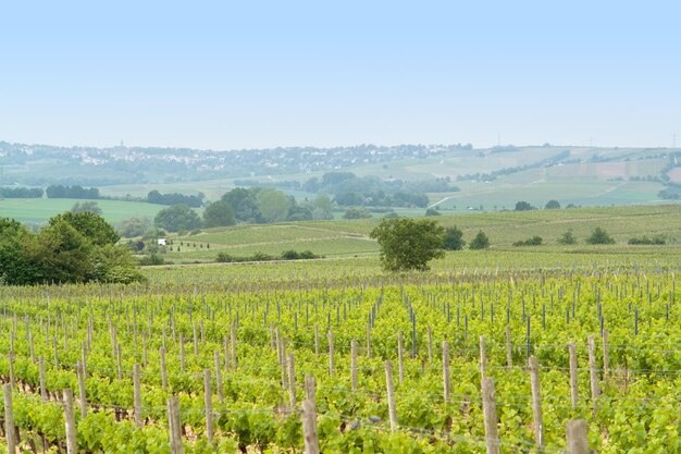 Rheinhessen