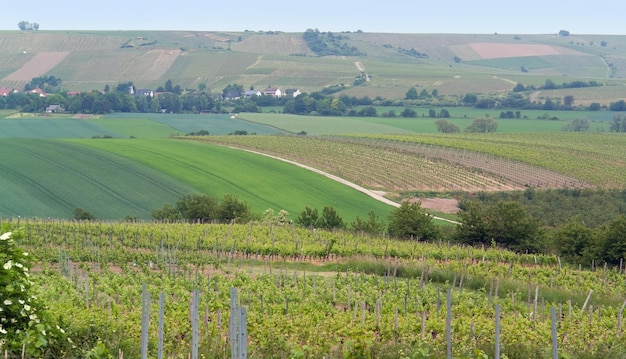 Rheinhessen