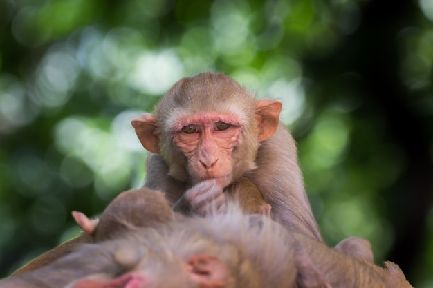 Rhesus macaque monkey are familiar brown primates or apes with red faces and rears 