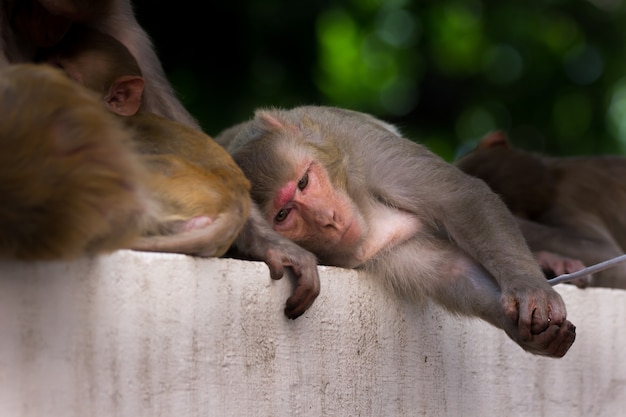 Rhesus macaque monkey are familiar brown primates or apes with red faces and rears 