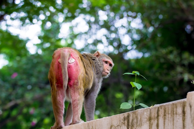 Rhesus macaque monkey are familiar brown primates or apes with red faces and rears 