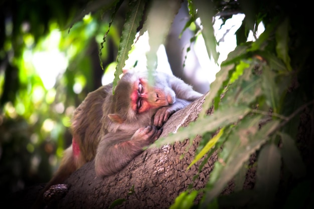 夏の午後に木の枝で眠っているアカゲザル