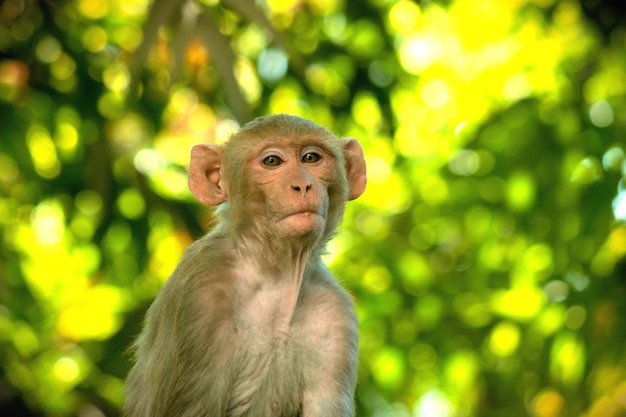 Rhesus Macaque Monkey under the tree