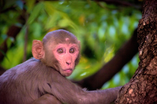 Rhesus Macaque Monkey zittend op de boomtop en kijkend in de camera
