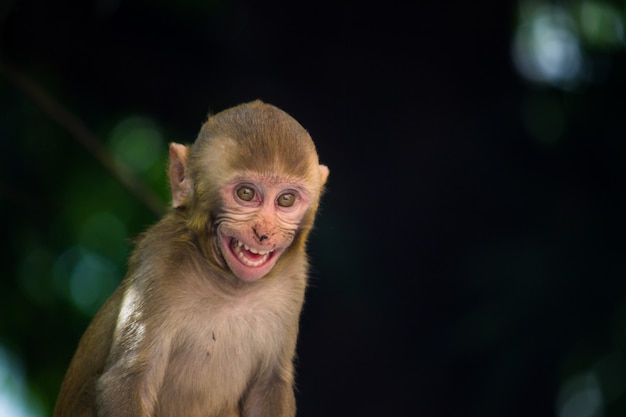 The Rhesus Macaque Monkey