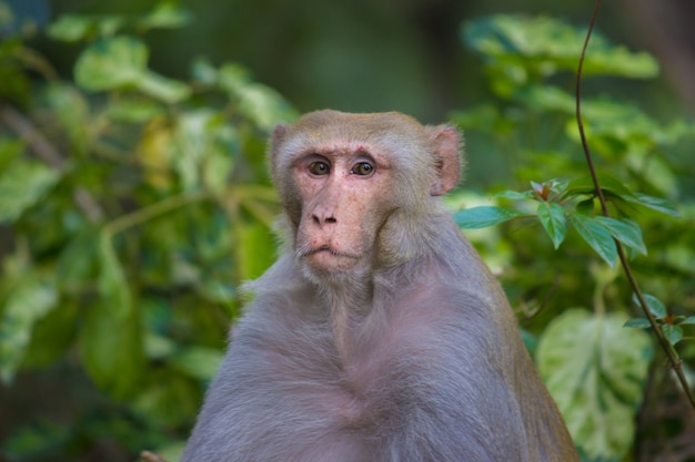 Rhesus Macaque Monkey