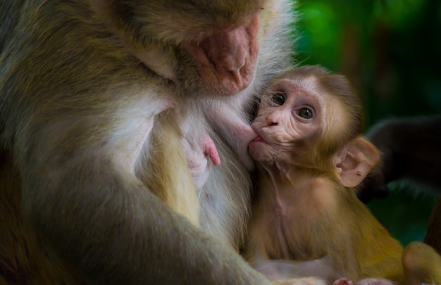 The Rhesus Macaque Monkey