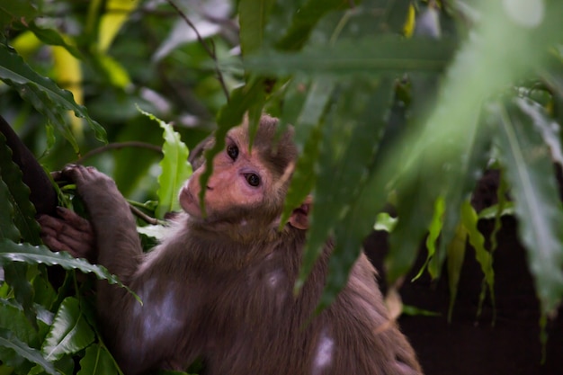 the Rhesus Macaque sitting under the tree in a playful mood