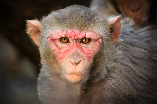 The Rhesus Macaque