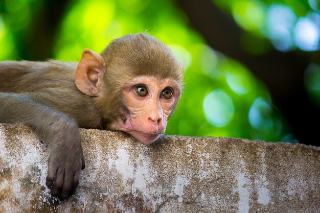 Rhesus macaques monkey are familiar brown primates or apes or Macaca or Mullata with red faces