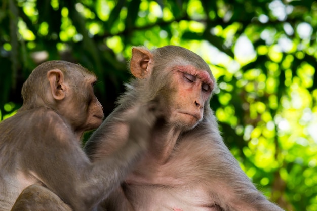 Le scimmie macachi rhesus sono familiari primati marroni o scimmie o macaca o mullata