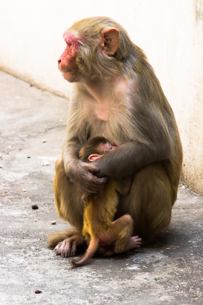 Le scimmie macachi rhesus sono familiari primati marroni o scimmie o macaca o mullata