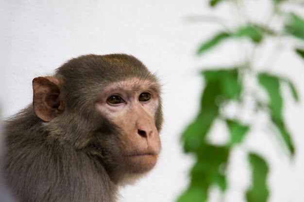 Макаки-резус - знакомые коричневые приматы или обезьяны с красными мордами и задними ногами.
