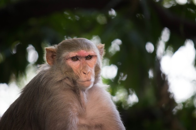 Rhesus makaak aap onder de boom