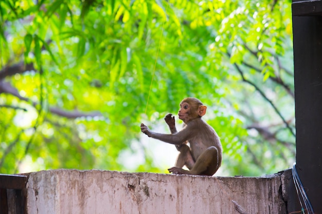 Rhesus makaak aap onder de boom