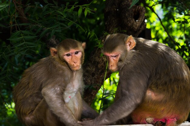 Rhesus makaken zijn bekende bruine primaten of apen met rode gezichten en achterpoten