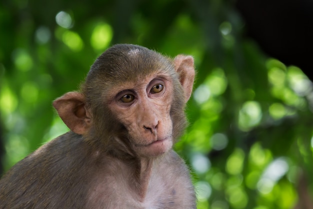 Rhesus makaken zijn bekende bruine primaten of apen met rode gezichten en achterpoten