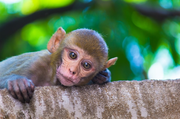 Rhesus makaken zijn bekende bruine primaten of apen of Macaca of Mullata met rode gezichten