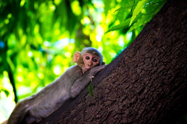 Rhesus makaken zijn bekende bruine primaten of apen of Macaca of Mullata met rode gezichten