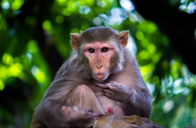 Rhesus makaken zijn bekende bruine primaten of apen of Macaca of Mullata met rode gezichten