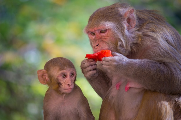 The Rhesus Monkey Eating Fruit