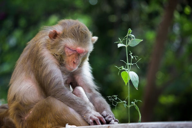 Photo rhesus monkey monkey primate mulatta  nature outdoors rhesus macaque ape animals monkeys