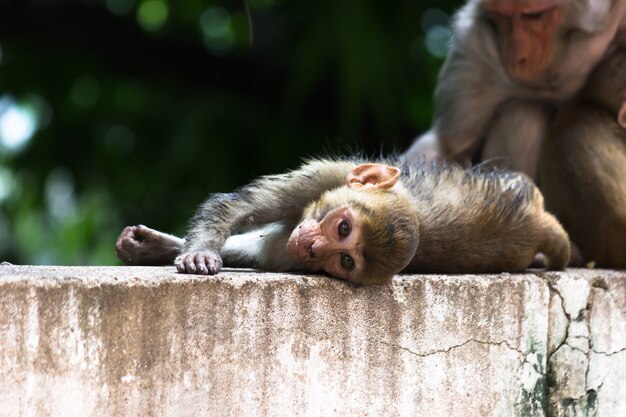 La scimmia rhesus in uno stato d'animo giocoso sulla roccia e guardando la telecamera