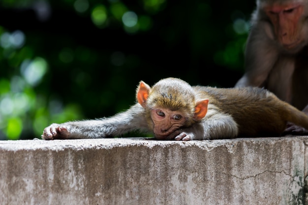 La scimmia rhesus in uno stato d'animo giocoso sulla roccia e guardando la telecamera