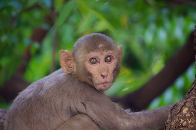 La scimmia rhesus seduta sull'albero e guardando nella telecamera