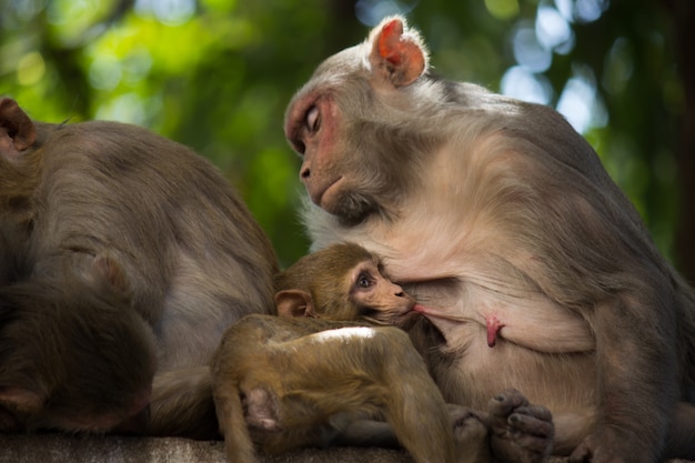 Rhesus mother monkey feeding her baby