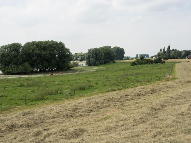 rhine dike near bislich