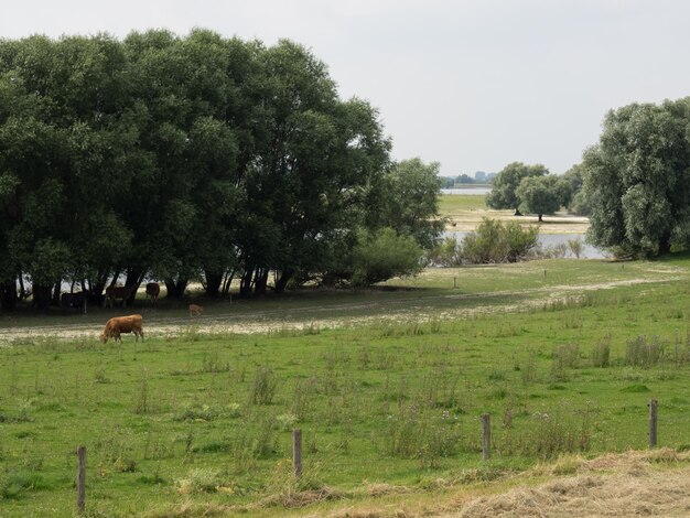 rhine dike near bislich