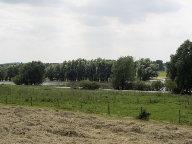 rhine dike near bislich