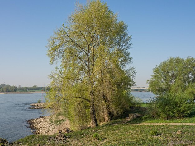 Photo at the rhine river