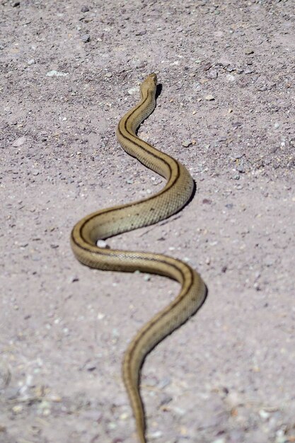 Ladder snakes hi-res stock photography and images - Alamy