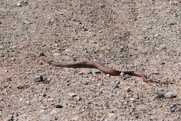 Photo rhinechis scalaris  the ladder snake is a species of snake in the colubridae family