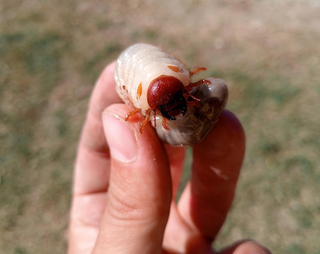 Premium Photo  Rhino beetle larvae in a man s hand large beetle