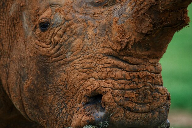 Foto rinoceronte da vicino