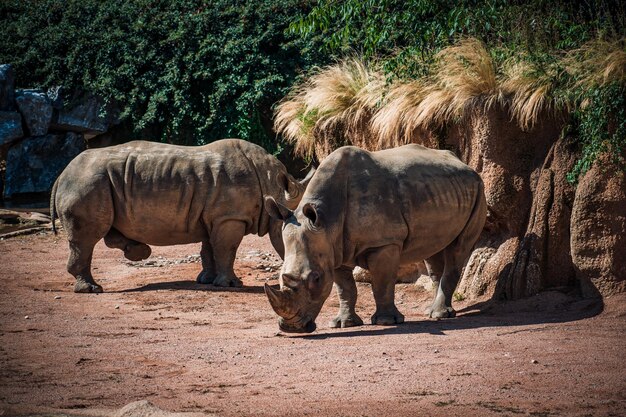 Photo rhino family blocked in a zoo