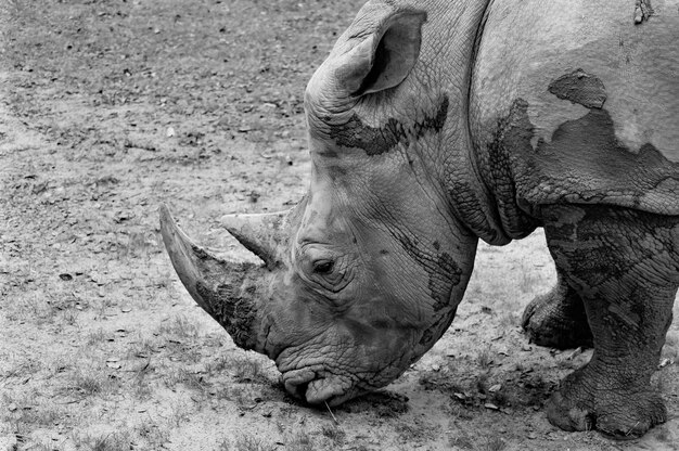 Rhino feeding