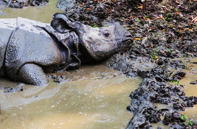 サイは、ネパールのチトワン国立公園の野生の草を食べています