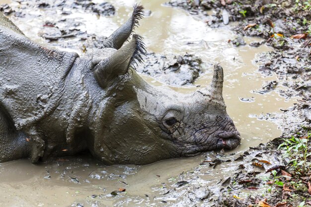 サイは、ネパールのチトワン国立公園の野生の草を食べています