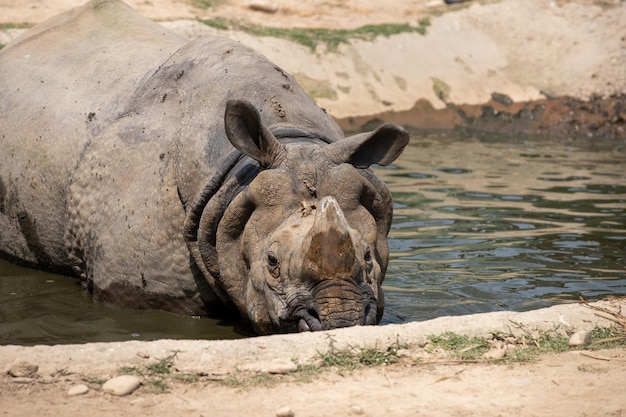 A rhino is in the water and it is looking at the camera.