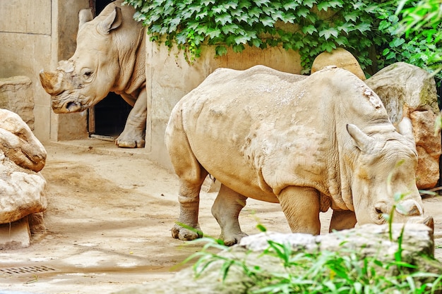 Rhino / rhinoceros grazing on nature in summer day.