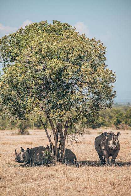 Photo rhino sitting under tree