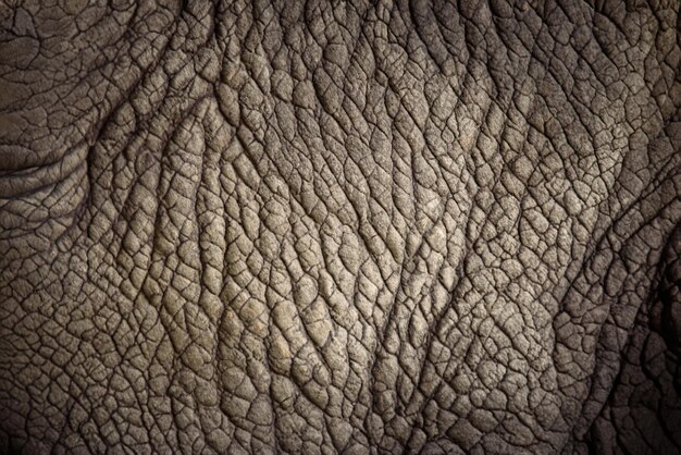 Foto la pelle del rinoceronte da vicino la consistenza dello sfondo