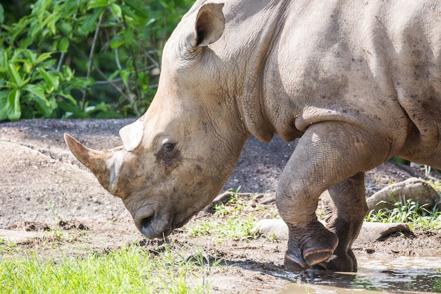 動物園で展示されていたサイ