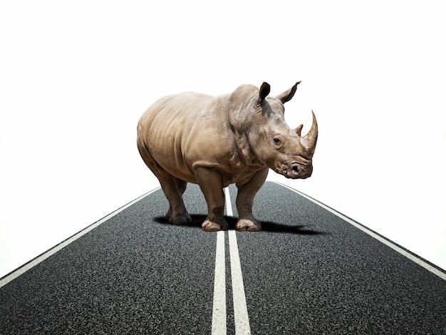 Путь носорога