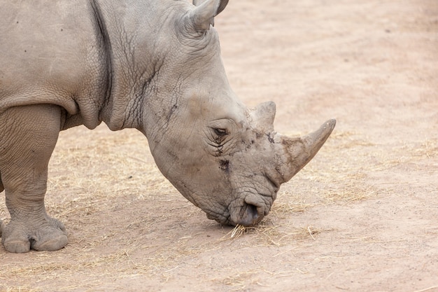 Rhino