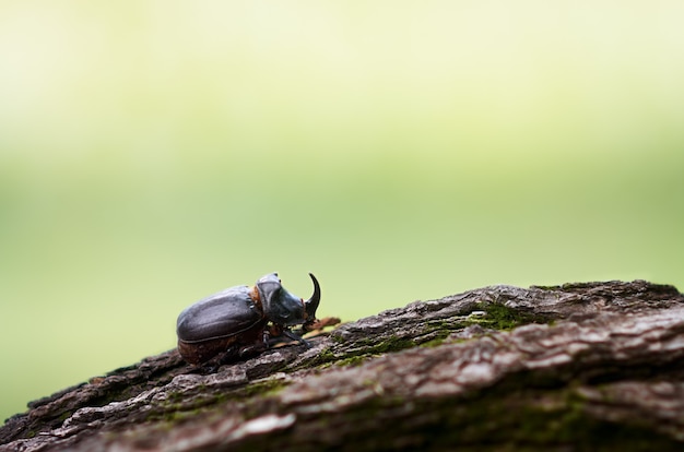 A rhinoceros beetle on the bark of a tree